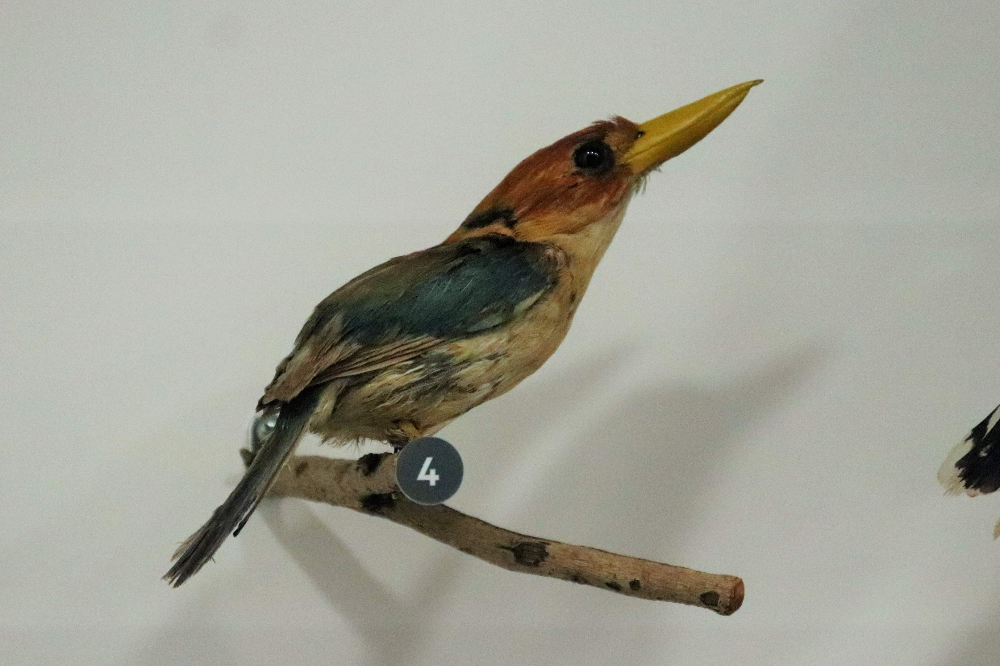 Yellow-billed Kingfisher (Syma torotoro)