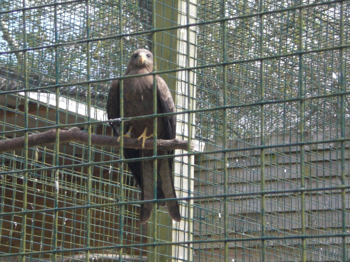 Yellow-Billed Kite 070422