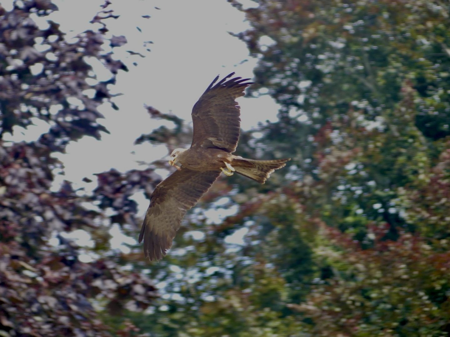 Yellow Billed Kite - 18.08.24