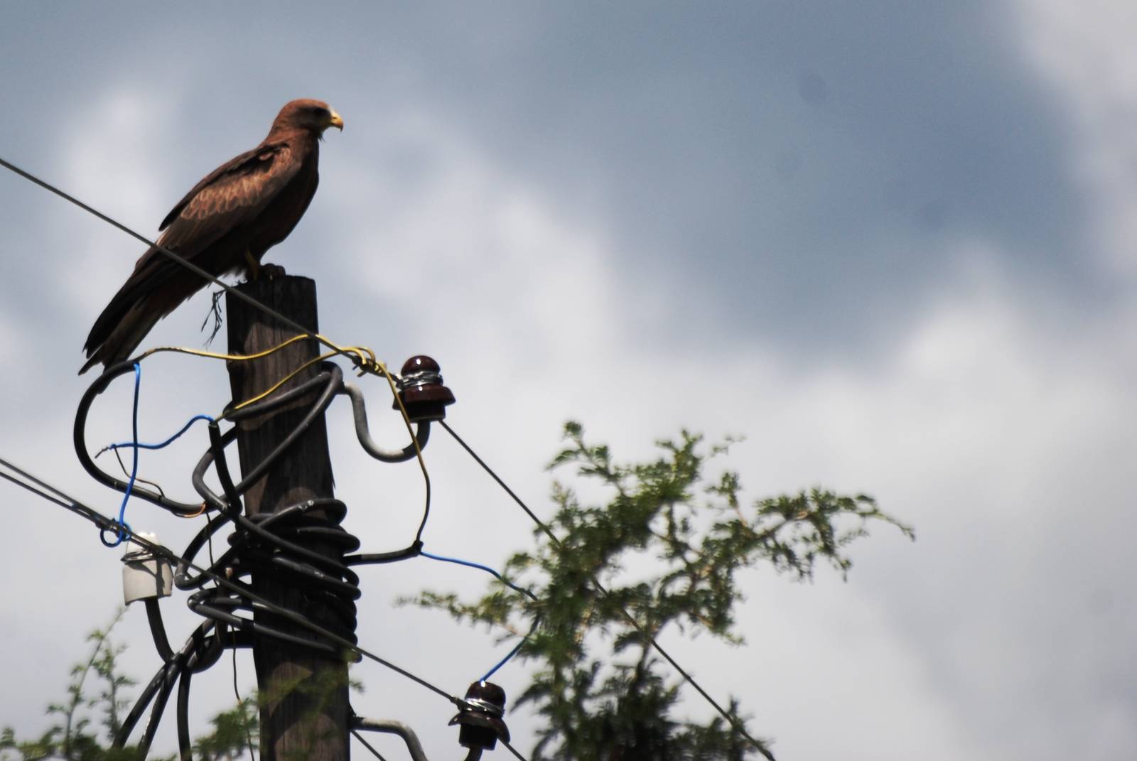 Yellow-billed Kite at Bishoftu, 11/10/14