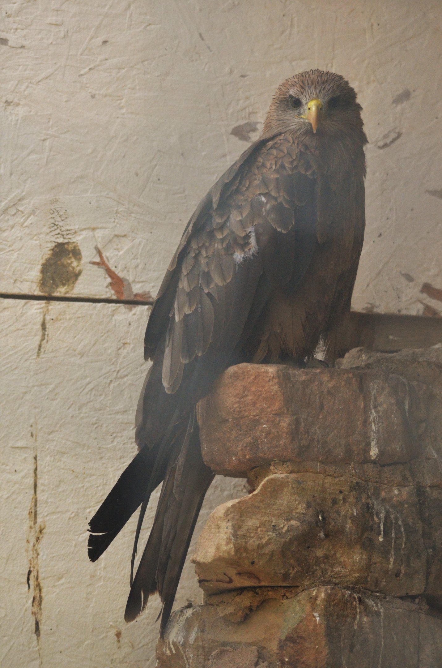 Yellow-billed Kite at ICBP Newent, 07/10/17