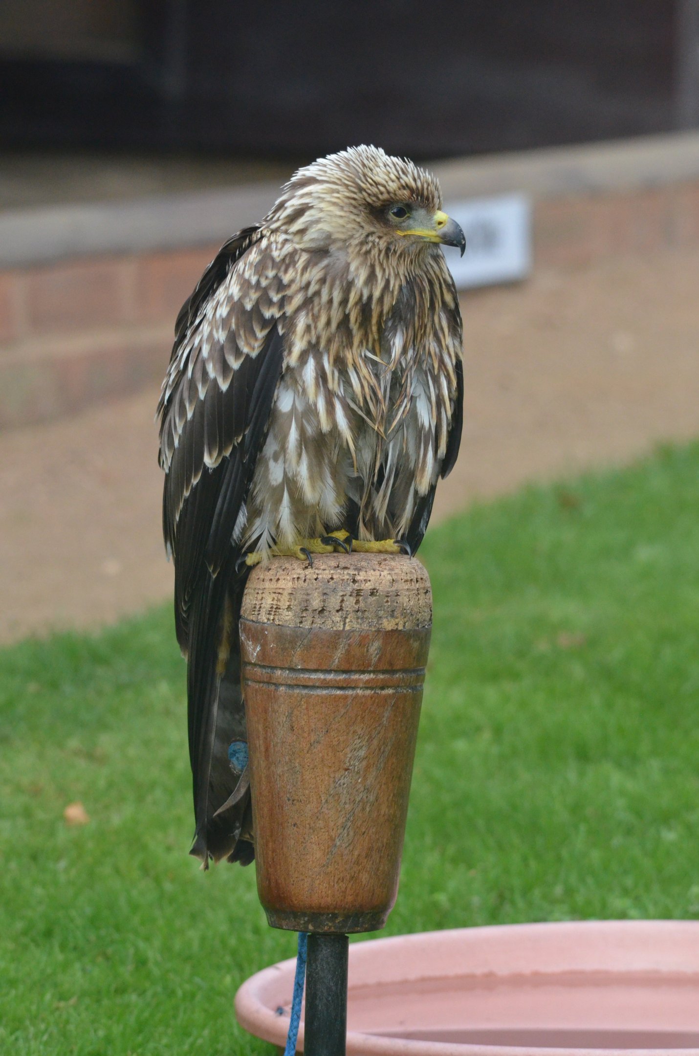 Yellow-billed Kite at ICBP Newent, 07/10/17