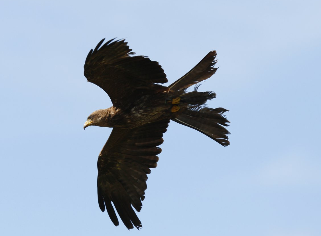 Yellow-billed kite (Milvus aegyptius parasitus)