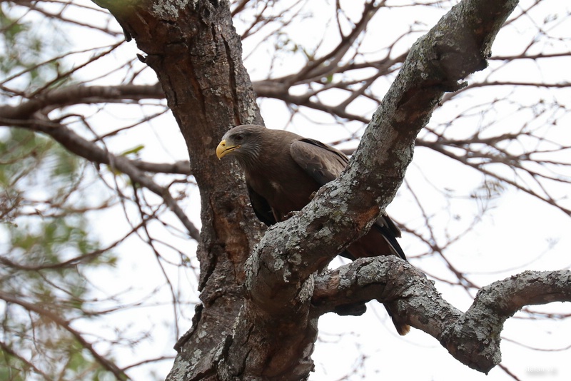 Yellow-billed kite (Milvus aegyptius parasitus)