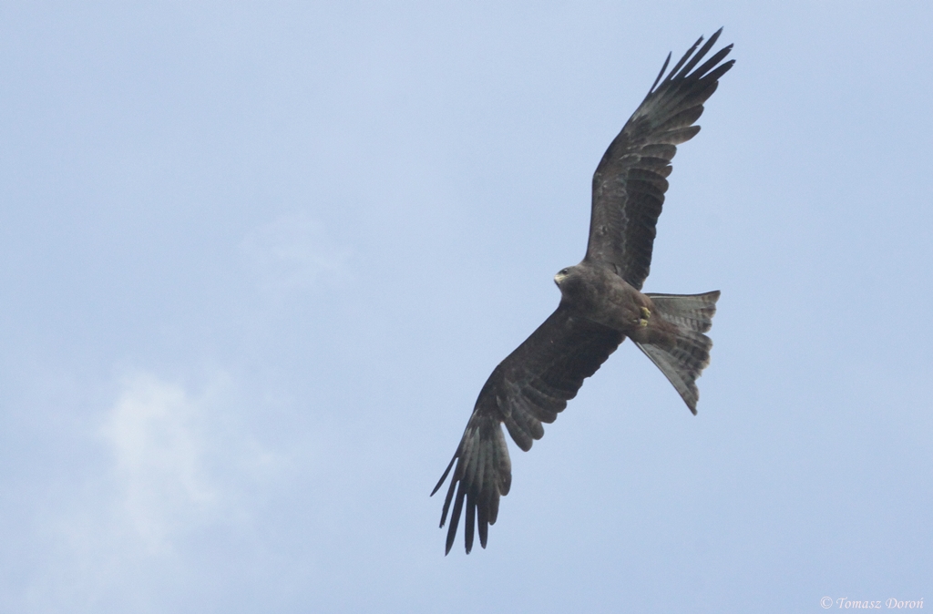 Yellow-billed Kite (Milvus aegyptius)
