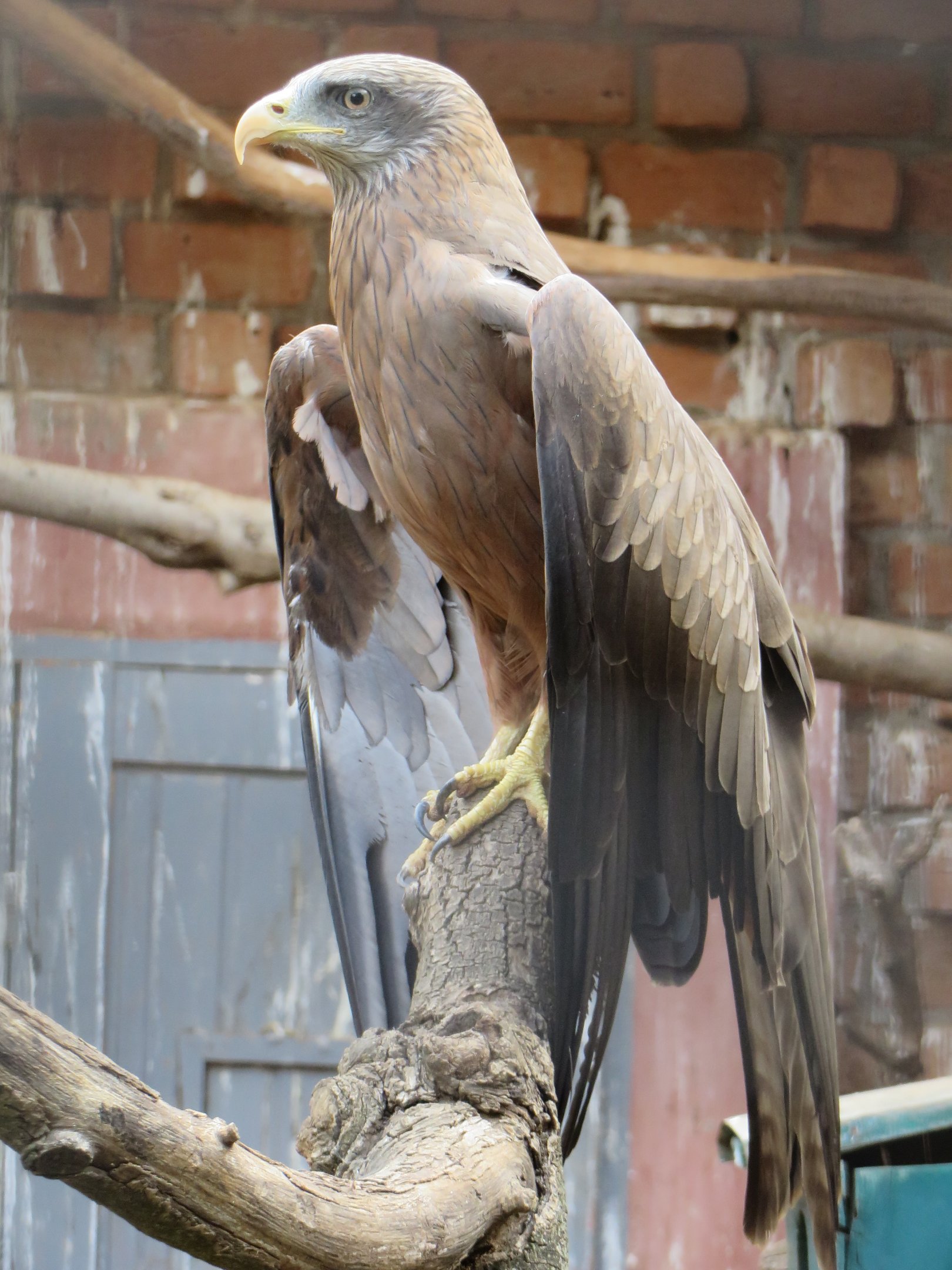 Yellow-billed kite