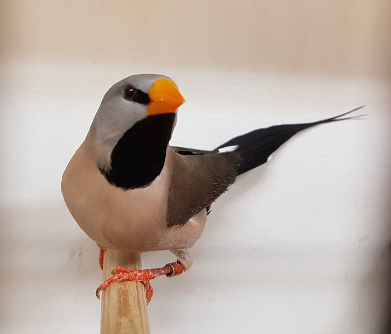 Yellow-billed long-tailed grassfinch