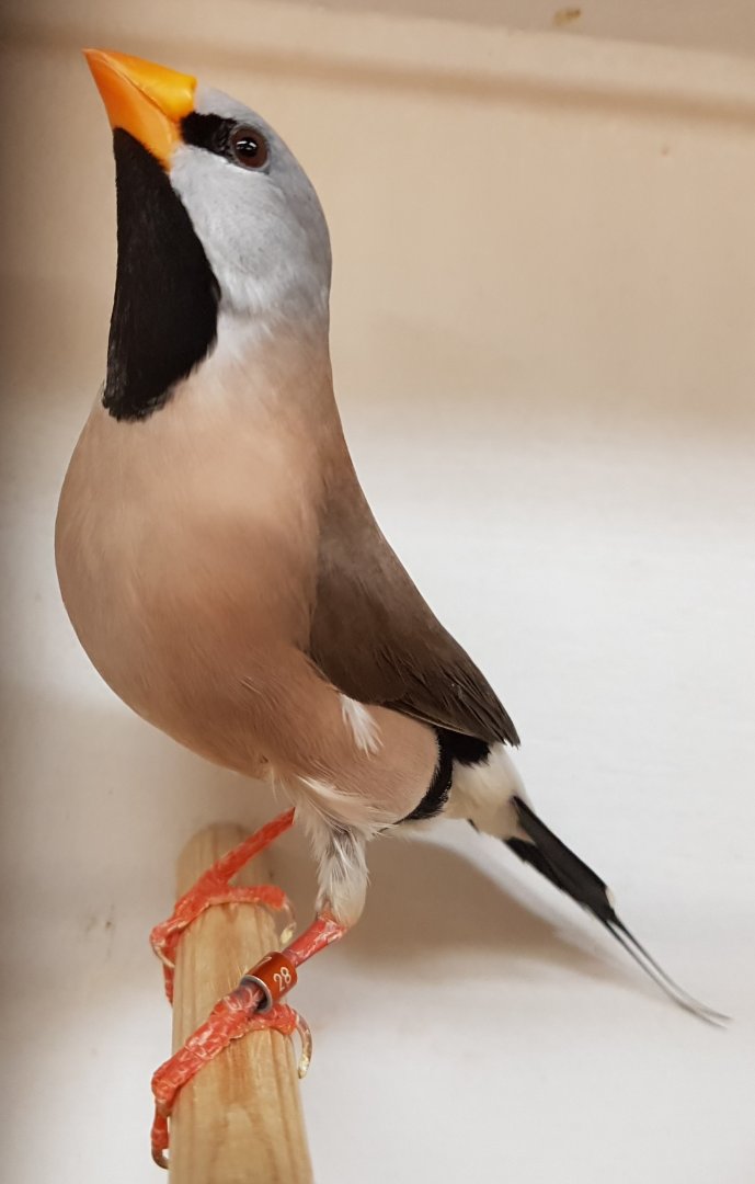 Yellow-billed long-tailed grassfinch