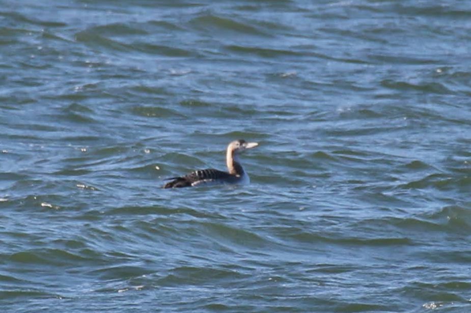 Yellow-billed Loon (December 2020)