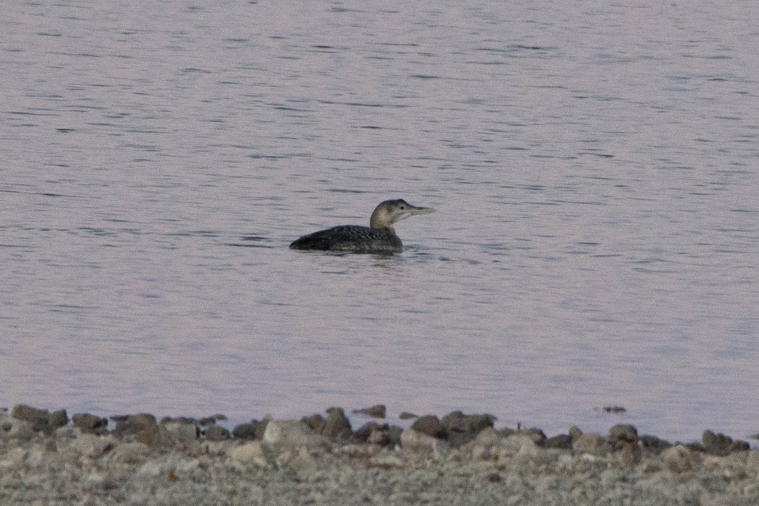 Yellow-billed Loon- Gavia adamsii