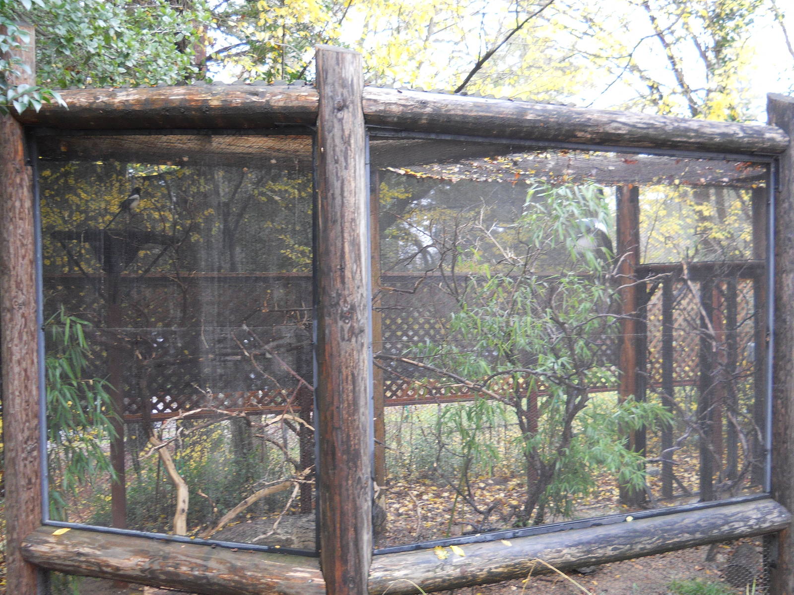 Yellow-billed magpie exhibit