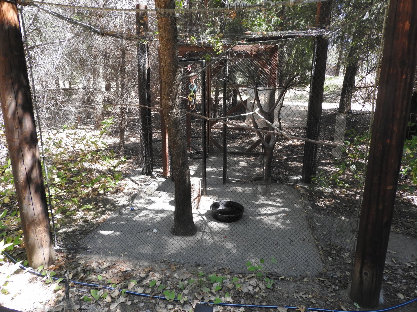 Yellow-billed Magpie Exhibit