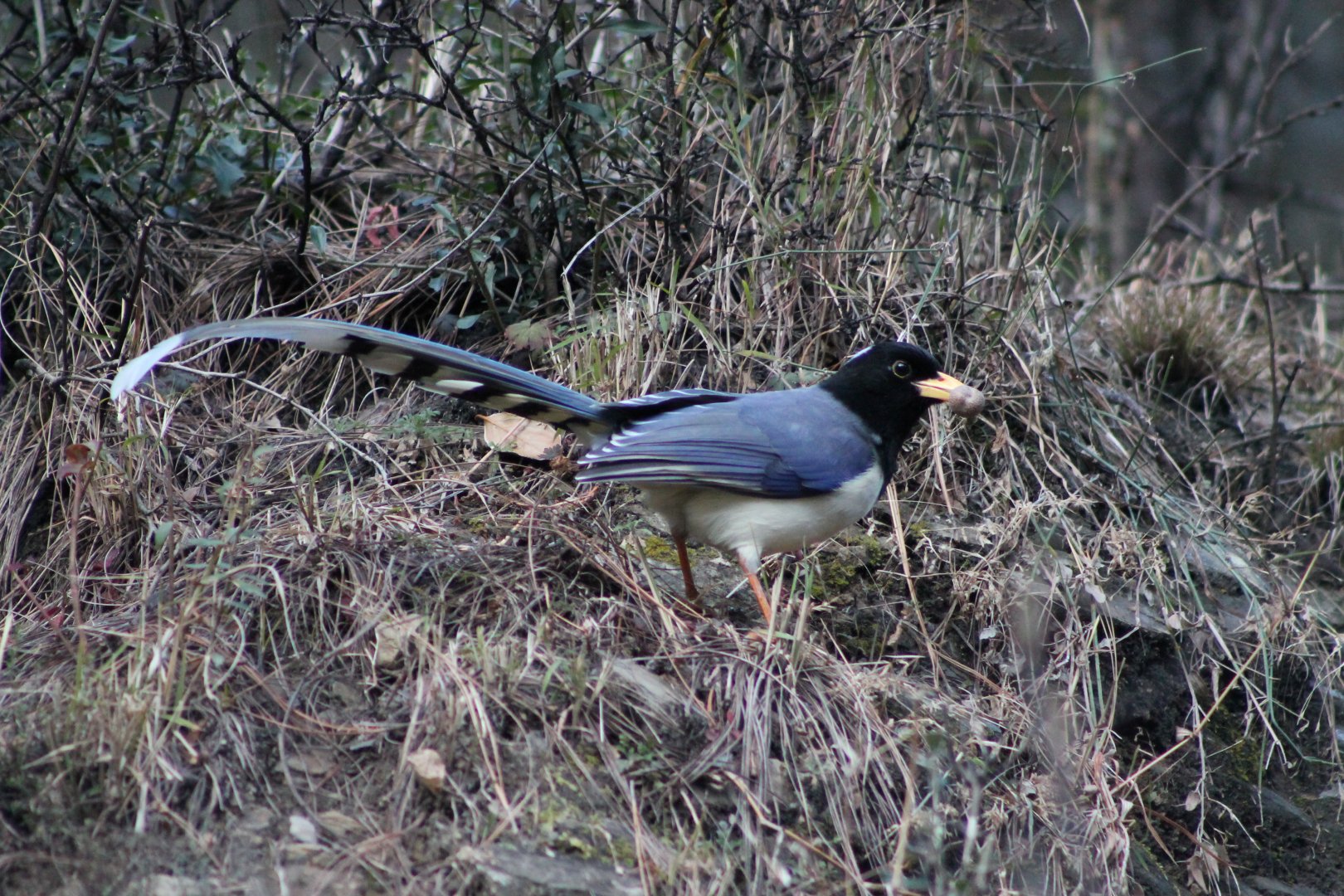 Yellow-billed Magpie (Urocissa flavirostris)
