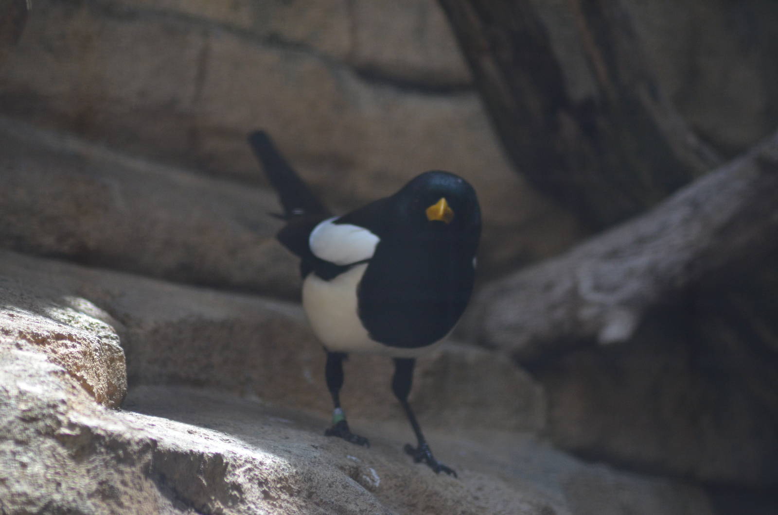 Yellow-billed Magpie