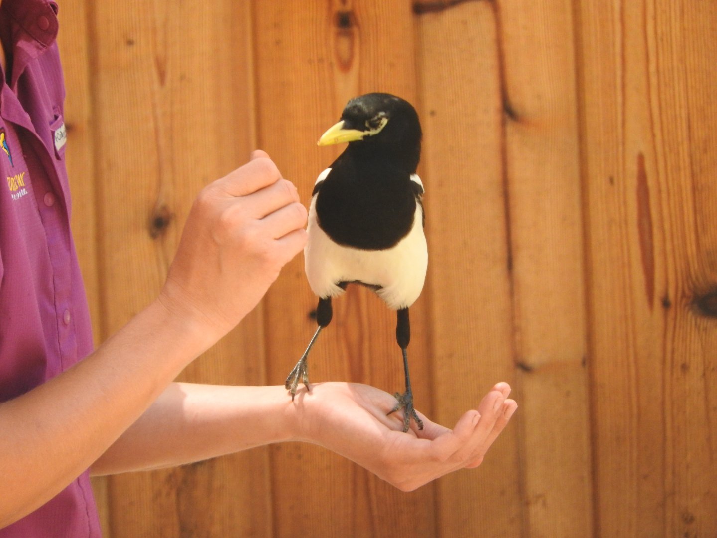 Yellow-billed Magpie