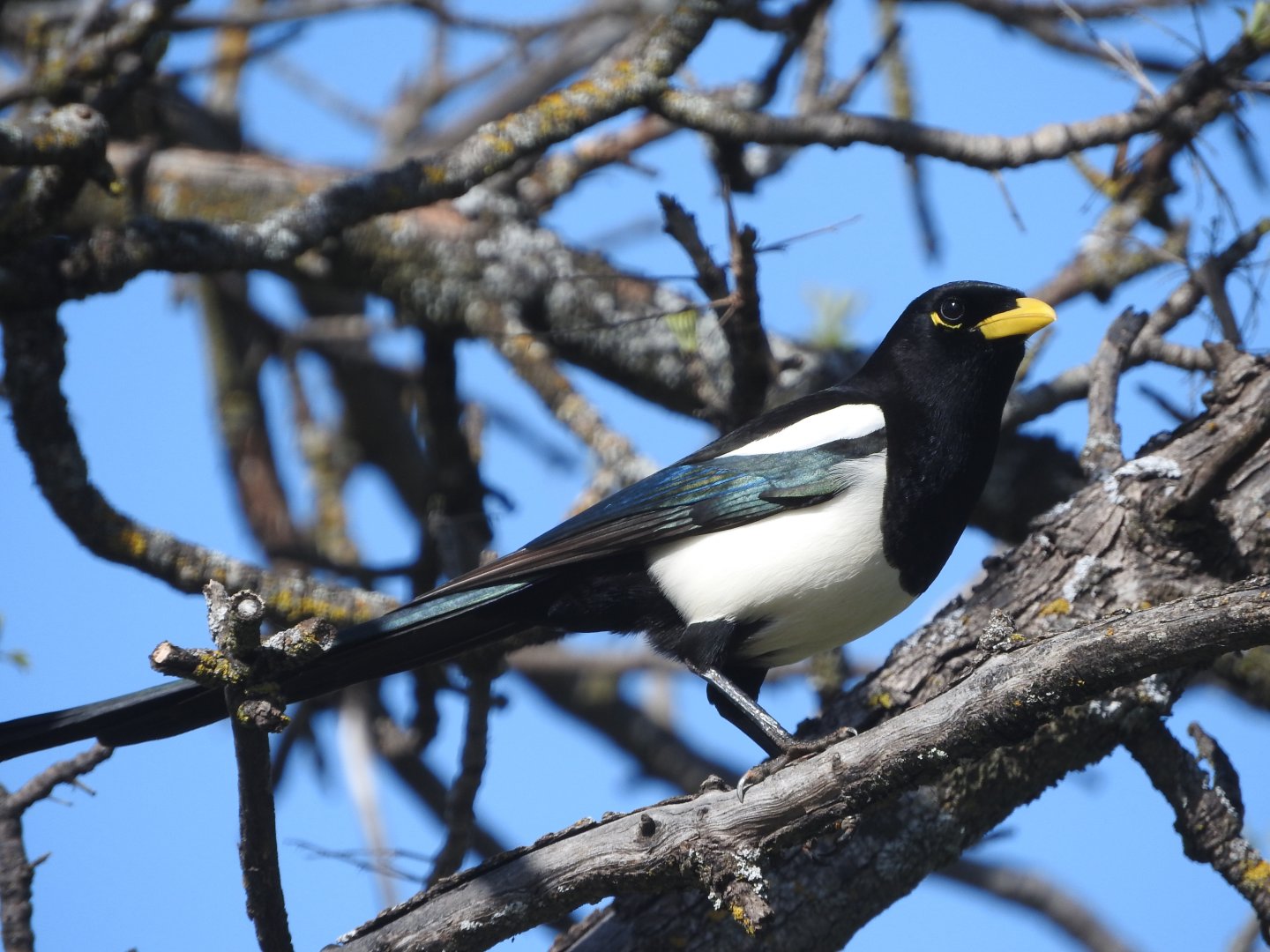 Yellow-billed Magpie