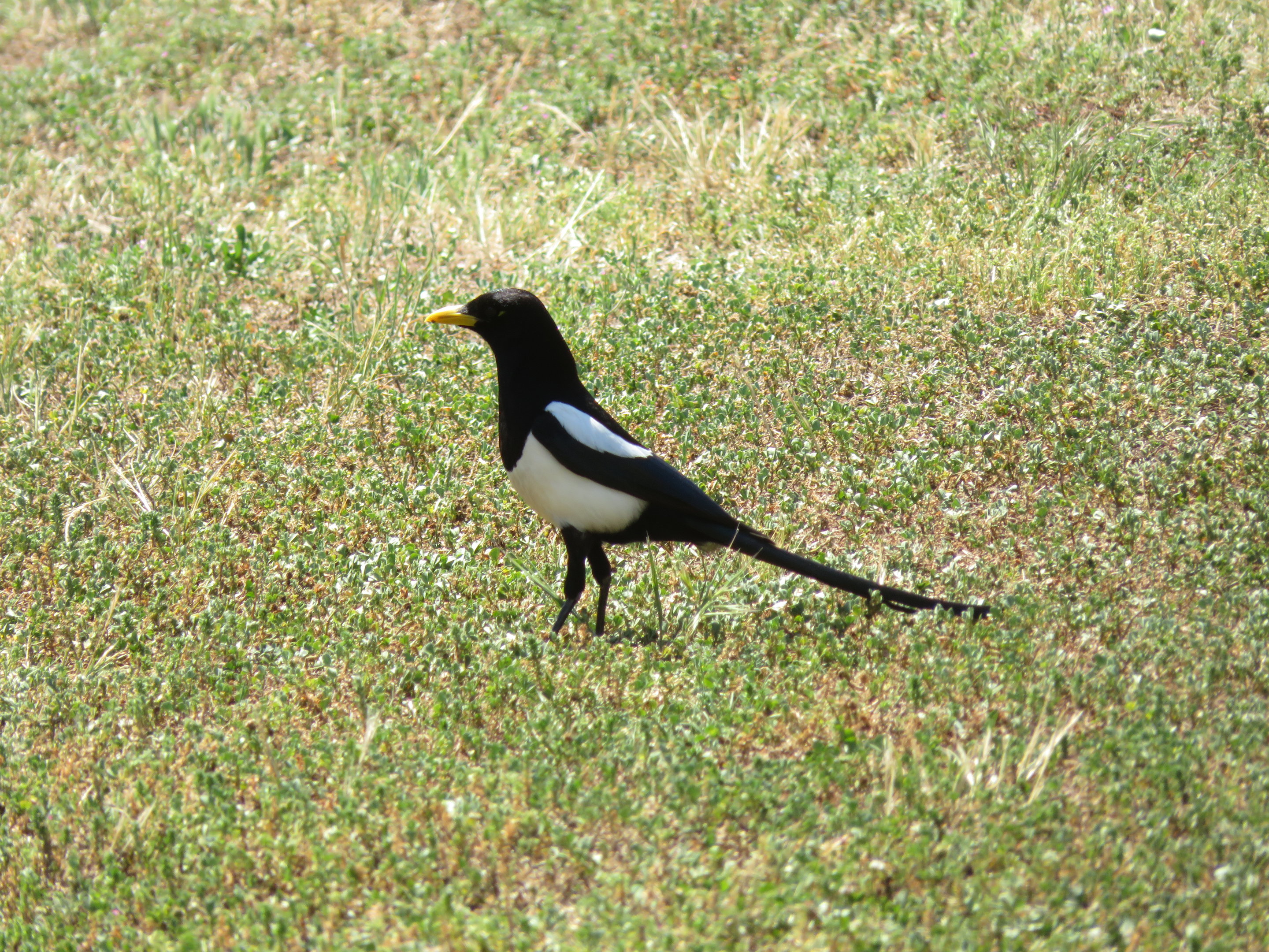 Yellow-billed Magpie