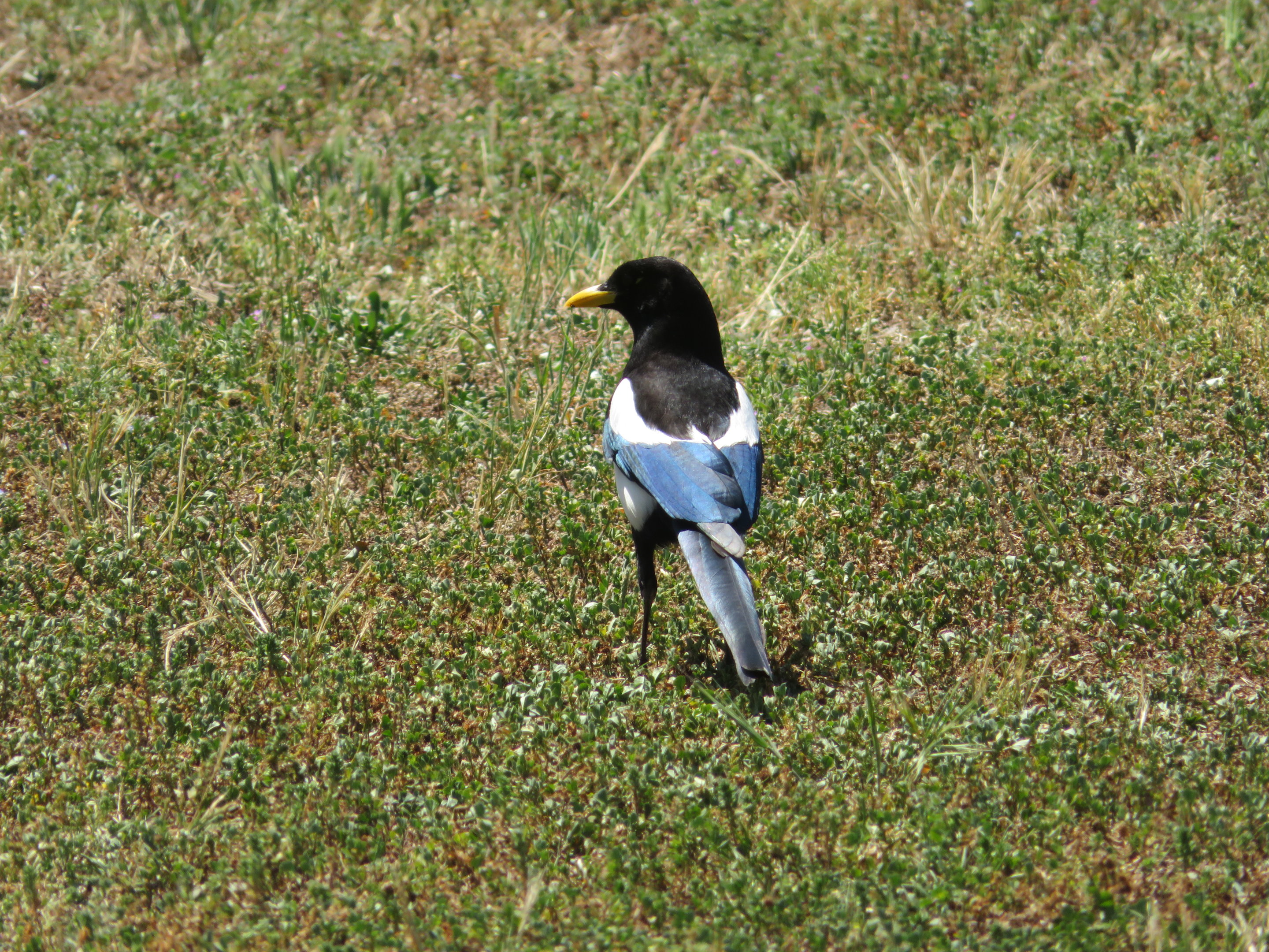 Yellow-billed Magpie