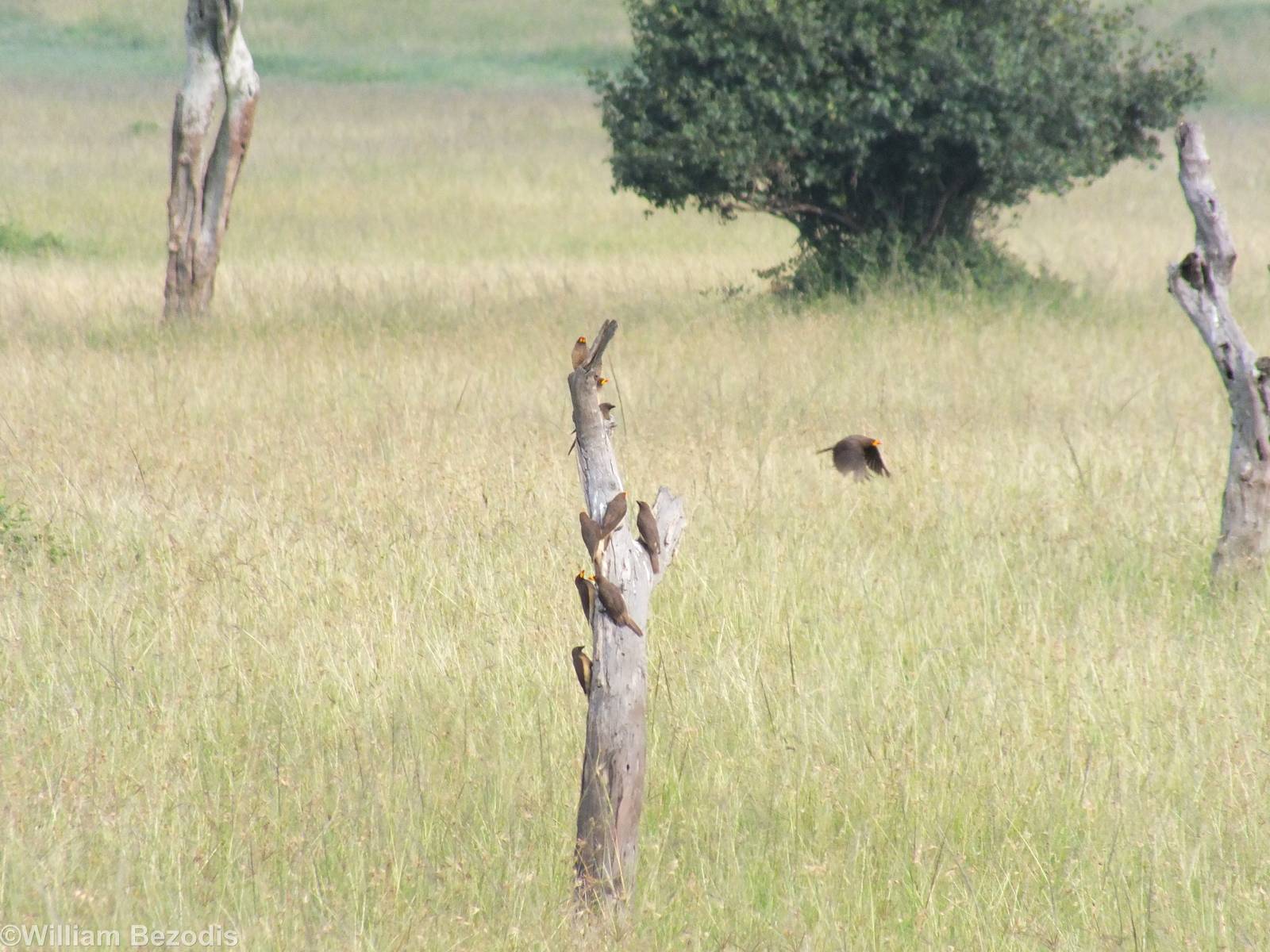 Yellow-billed Oxpeckers - Maasai Mara