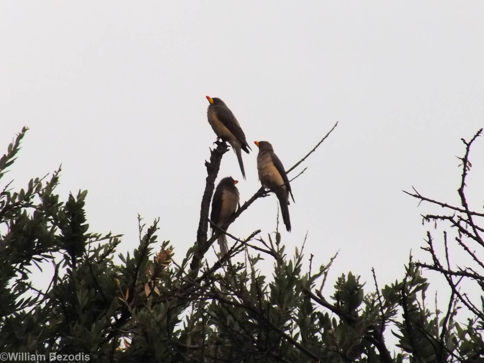 Yellow-billed Oxpeckers - Maasai Mara