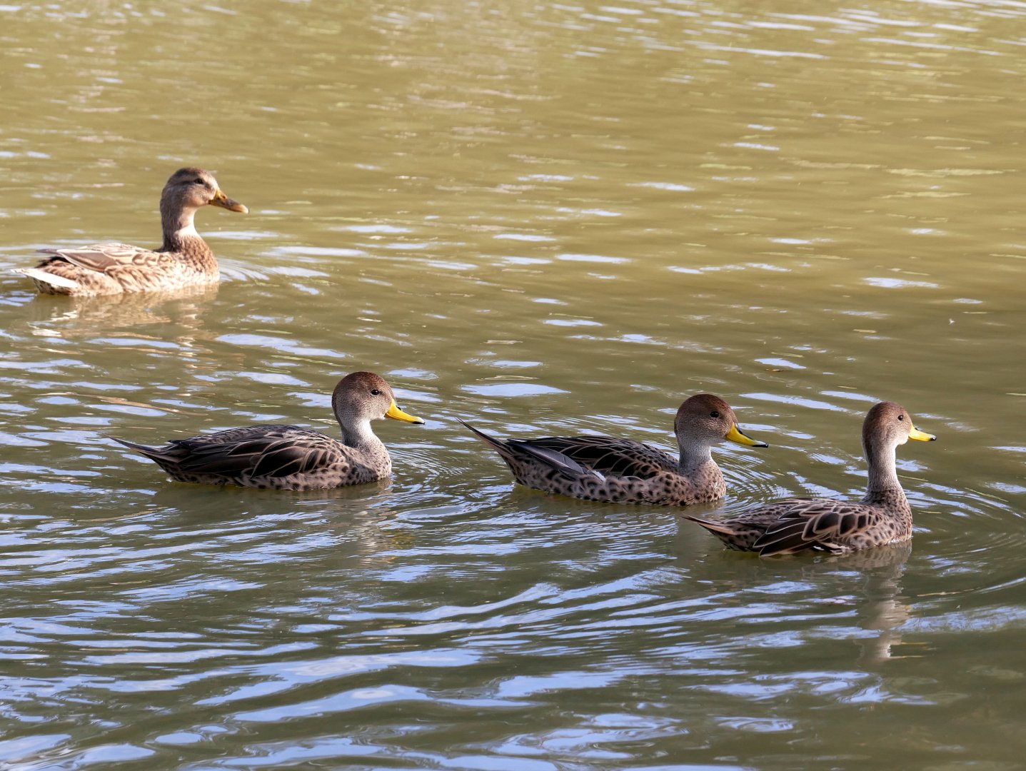 Yellow-billed pintail (Anas georgica spinicauda)