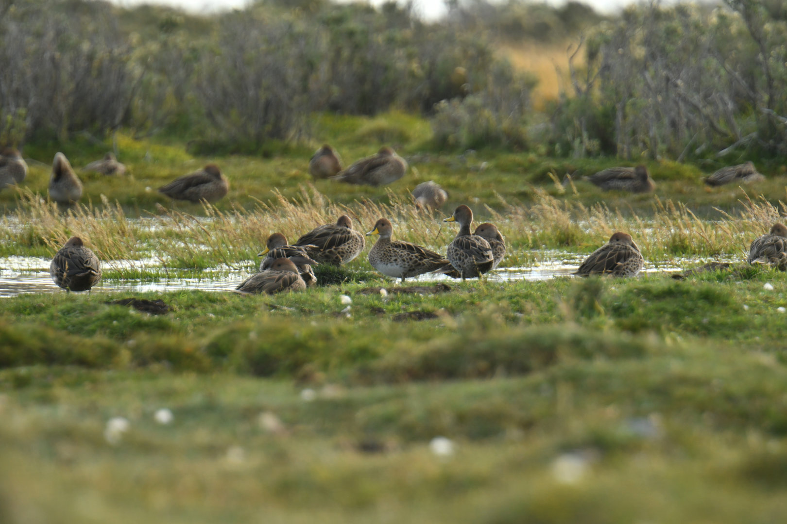 Yellow-billed Pintail Anas georgica