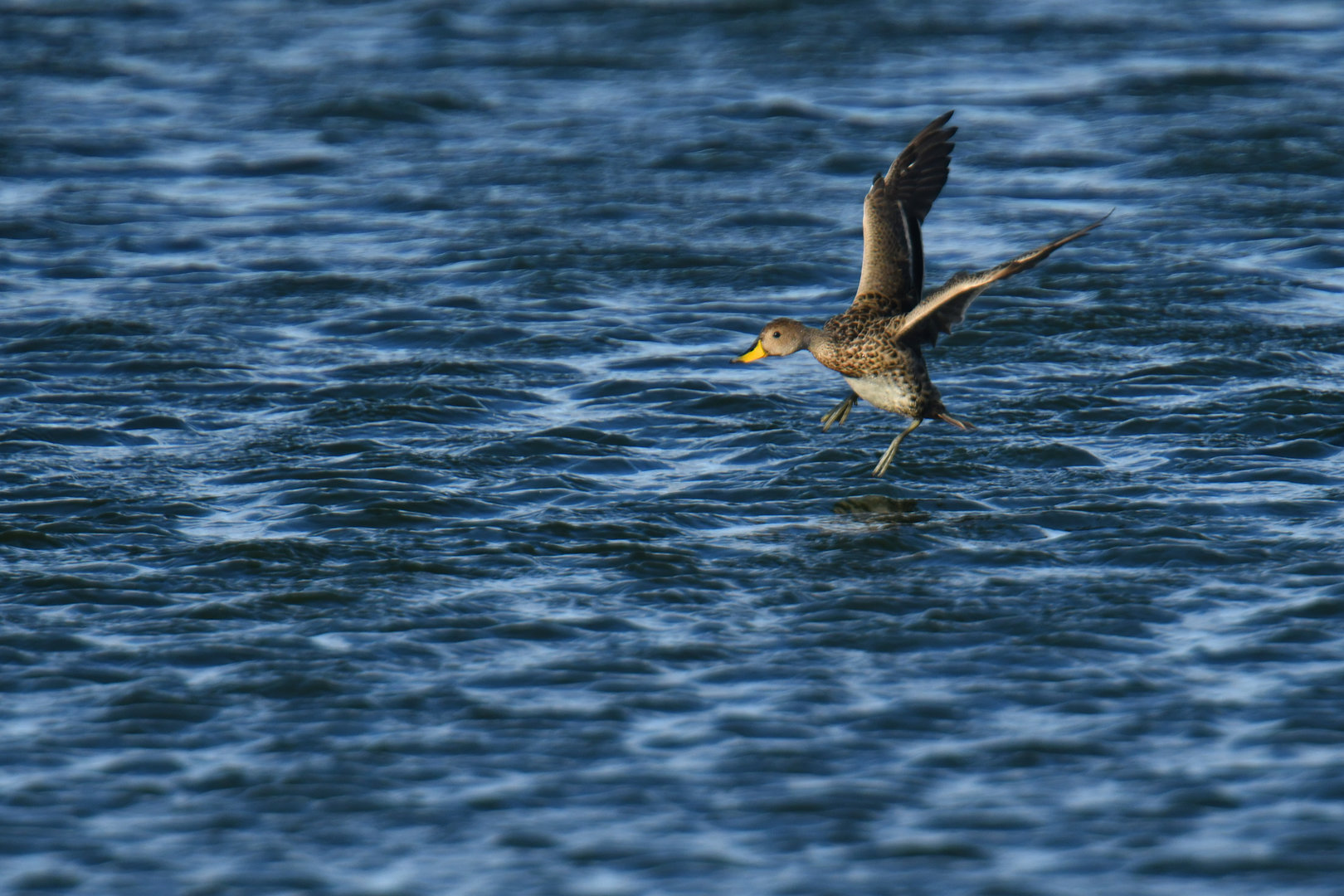 Yellow-billed Pintail Anas georgica