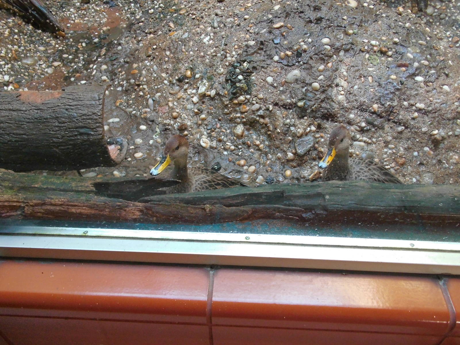 Yellow-billed Pintail at Bronx zoo 2014-12-27