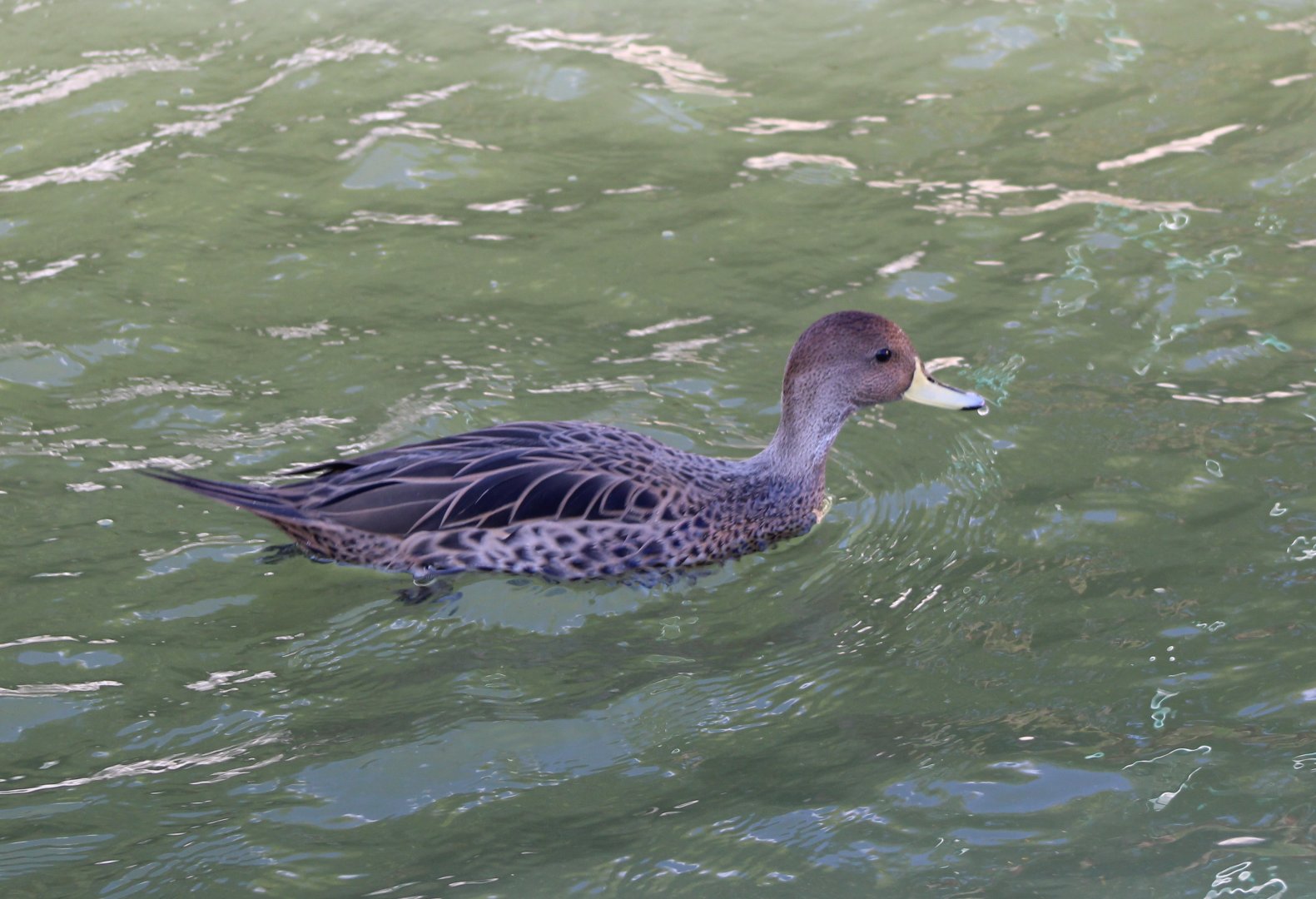 Yellow-billed pintail