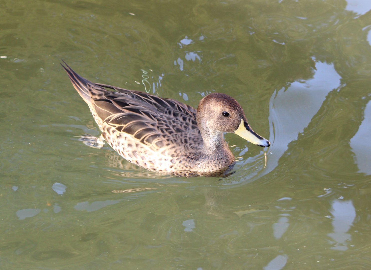 Yellow-billed pintail