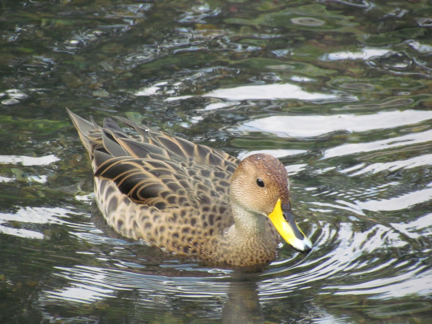 Yellow-billed Pintail
