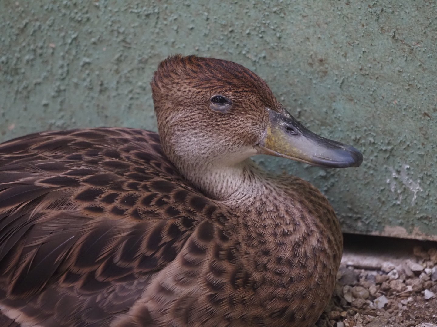 Yellow-Billed Pintail