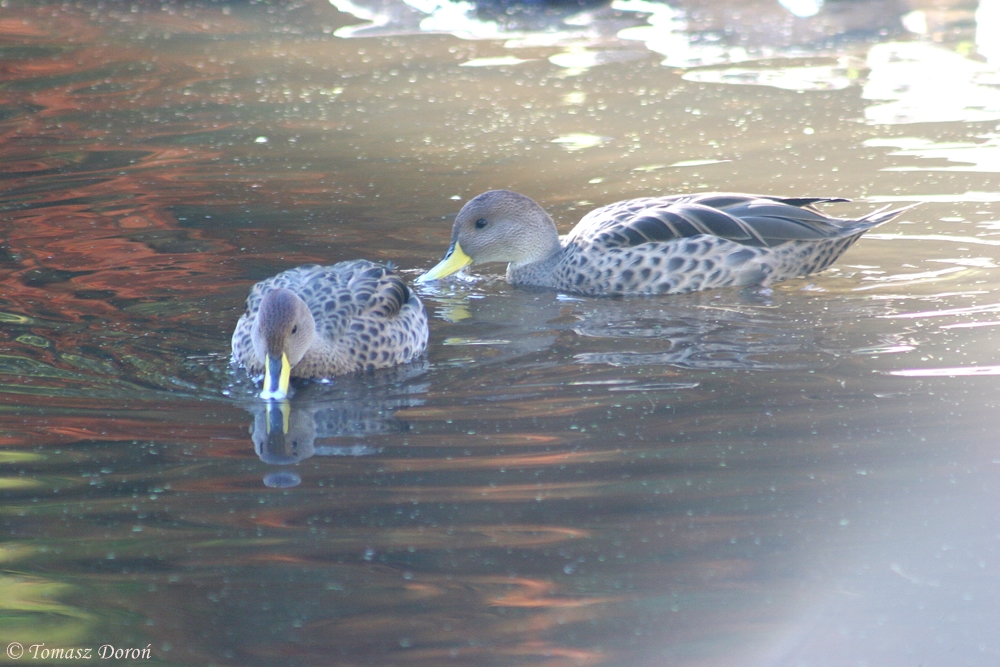 Yellow-billed Pintails (Anas georgica spinicauda)