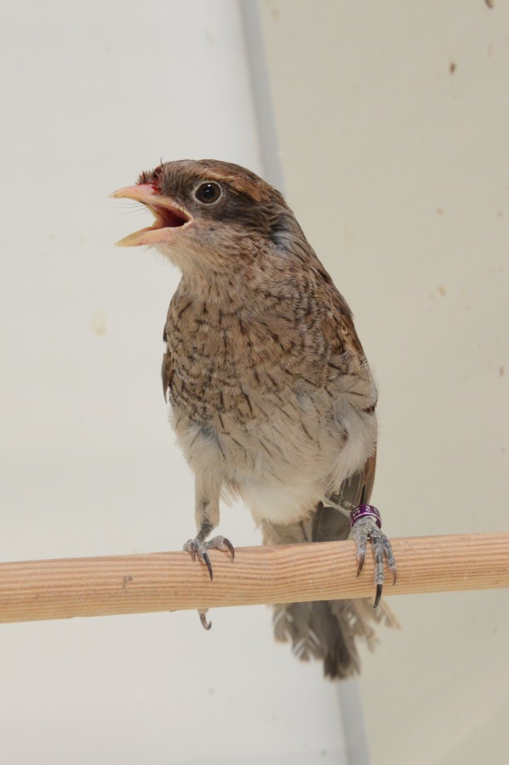 Yellow-billed shrike (Lanius corvinus)