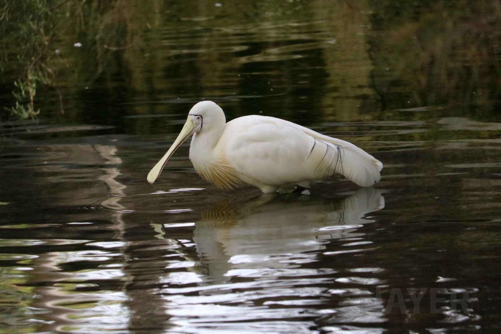 Yellow-billed spoonbill, June 2016