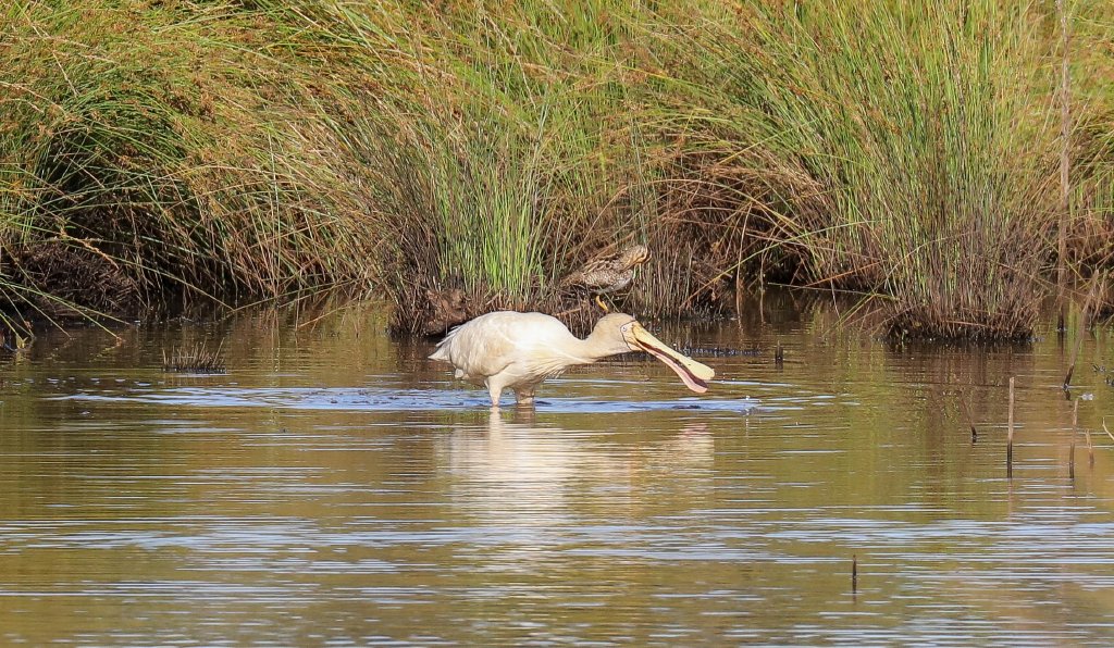 Yellow-billed Spoonbill (with Latham's Snipe in the background)l