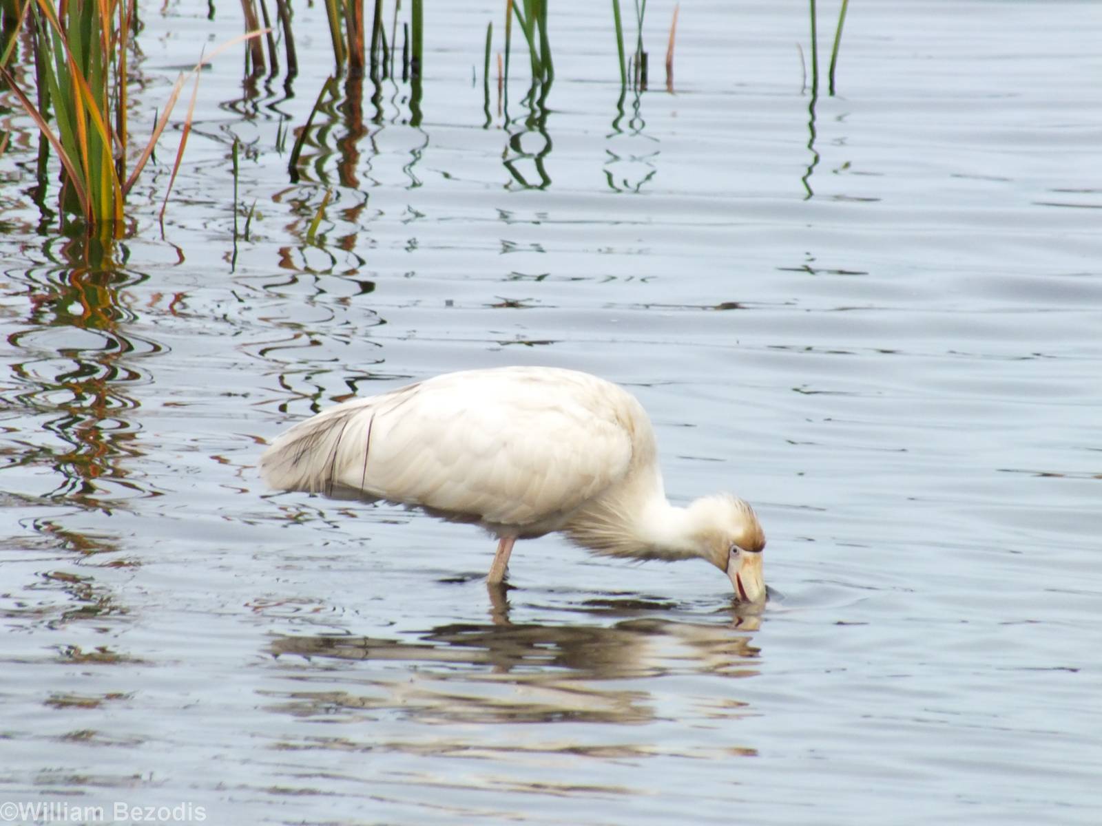 Yellow-billed Spoonbill