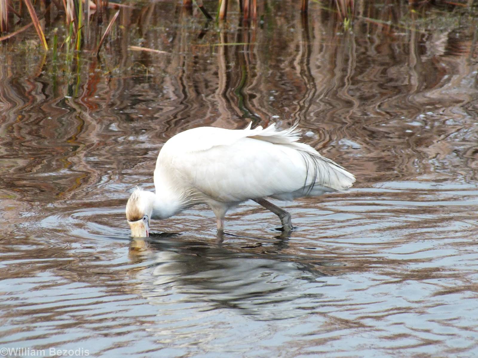 Yellow-billed Spoonbill