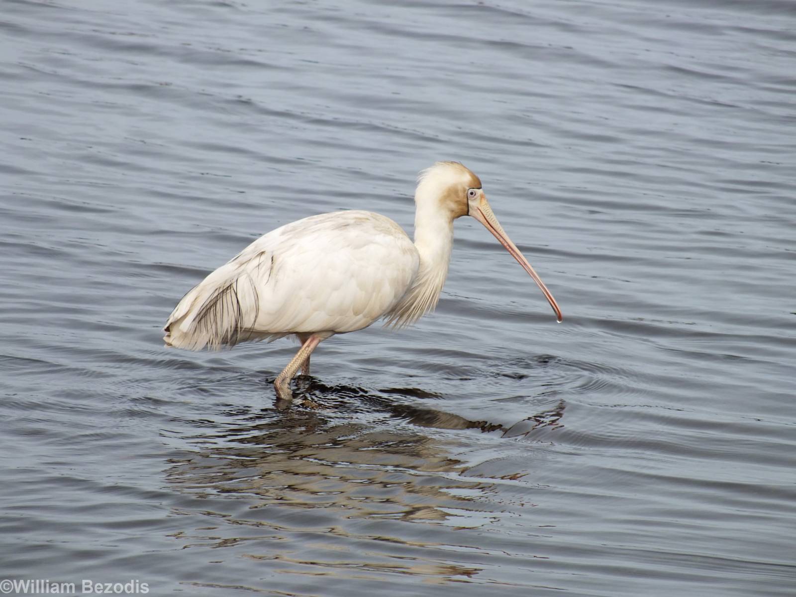 Yellow-billed Spoonbill