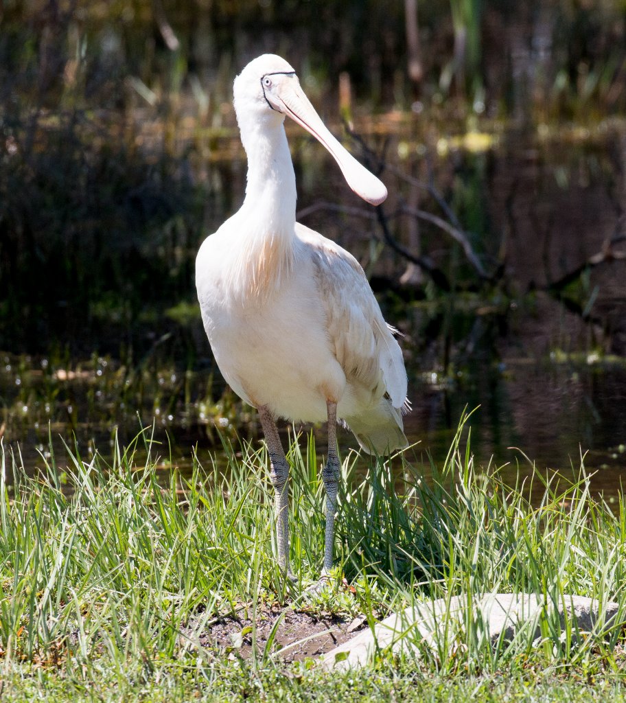 Yellow-billed Spoonbill
