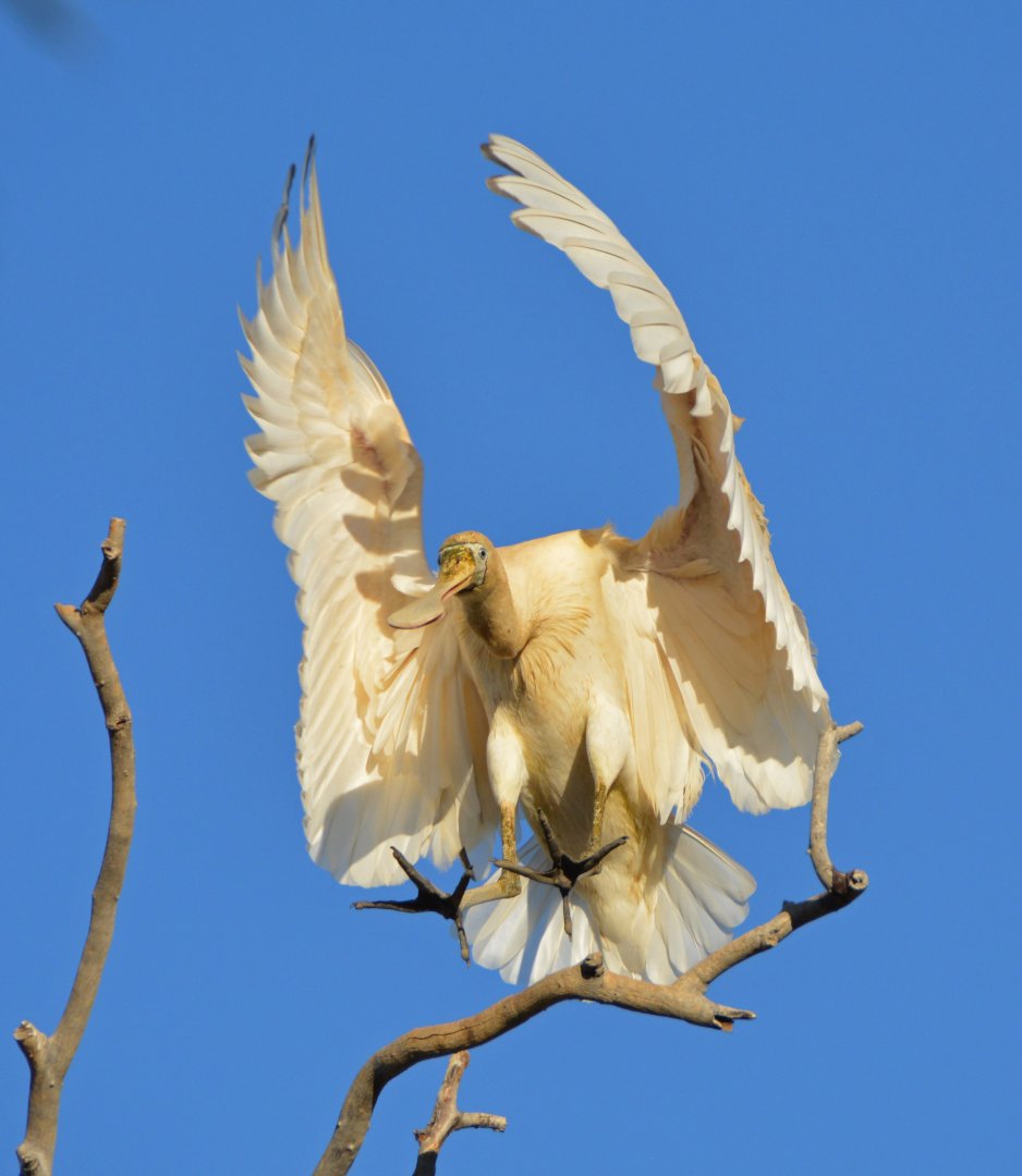 Yellow-billed spoonbill