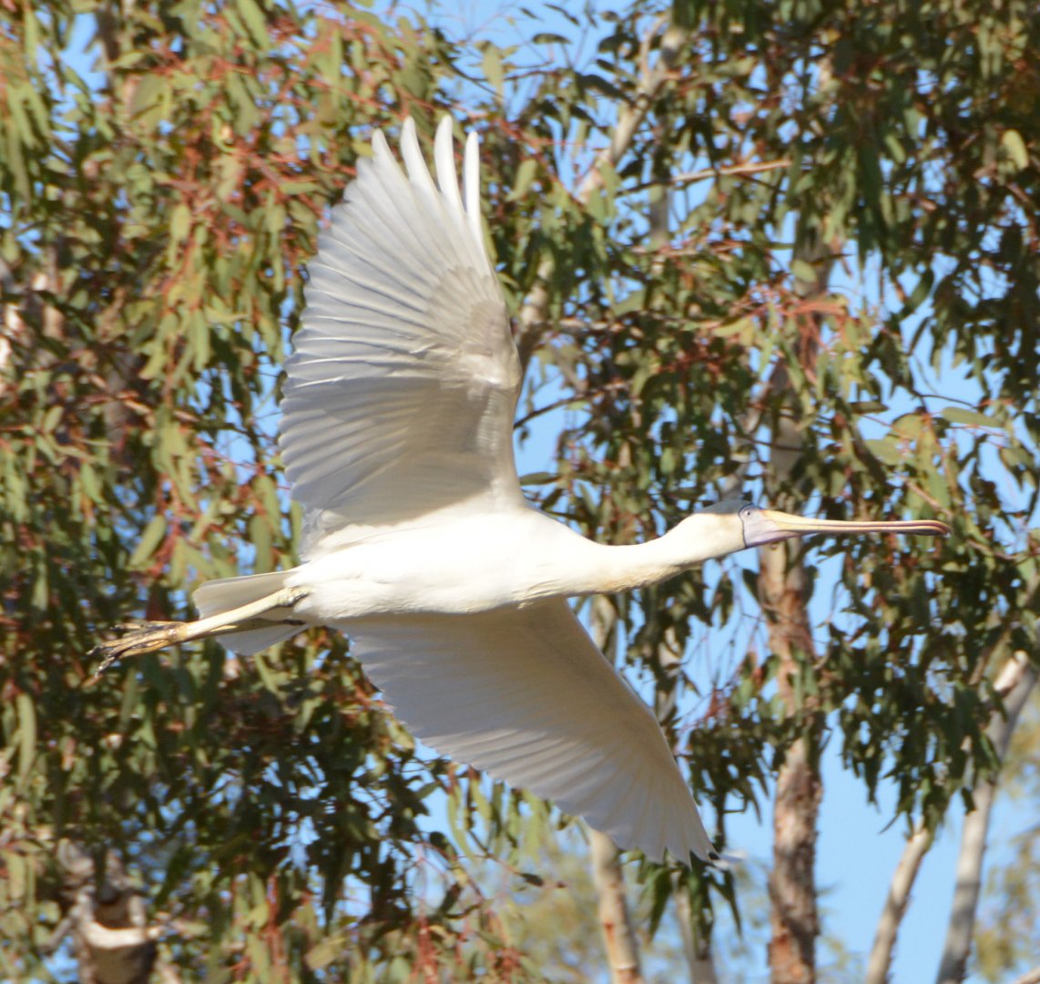 Yellow-billed spoonbill