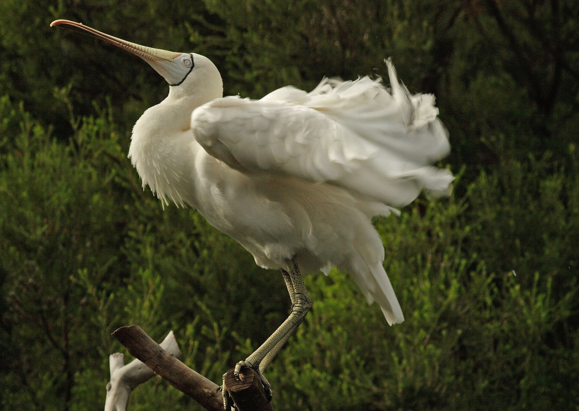 Yellow-billed spoonbill
