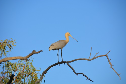 Yellow-billed spoonbill.