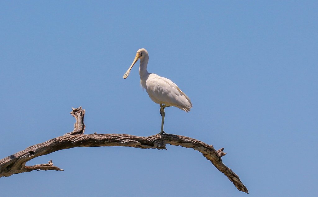 Yellow-billed Spoonbill