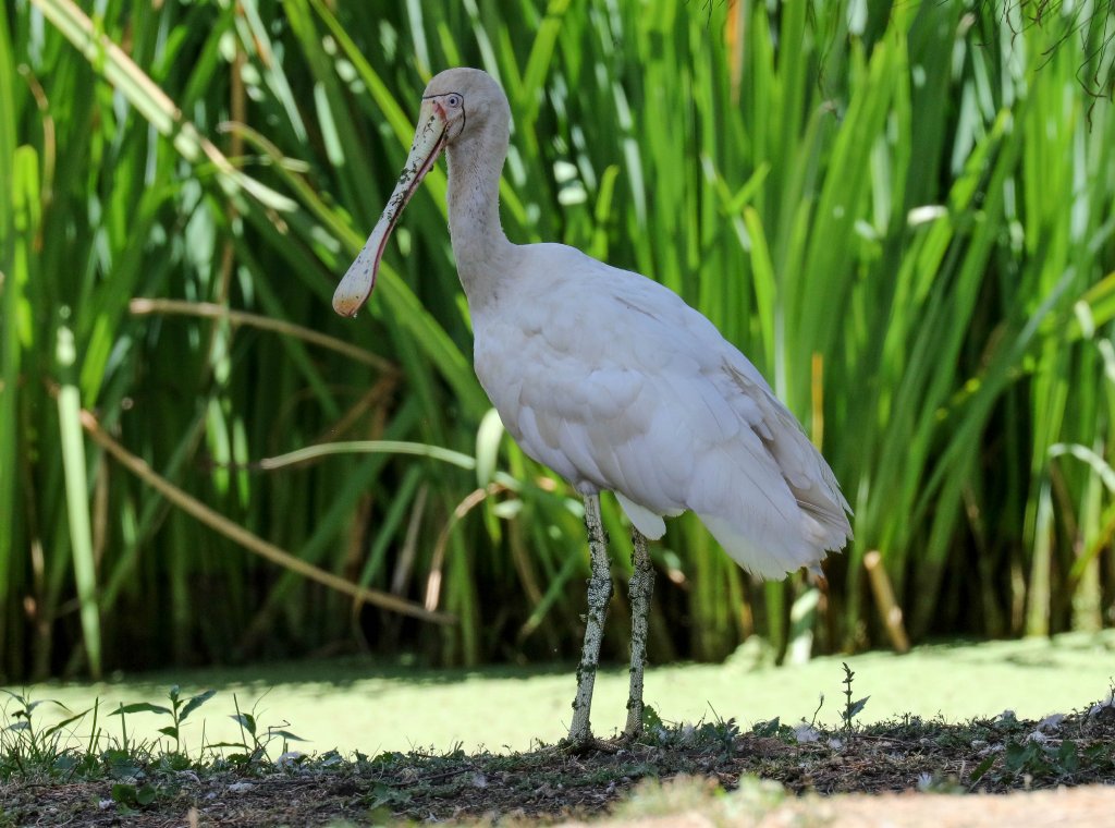 Yellow-billed Spoonbill
