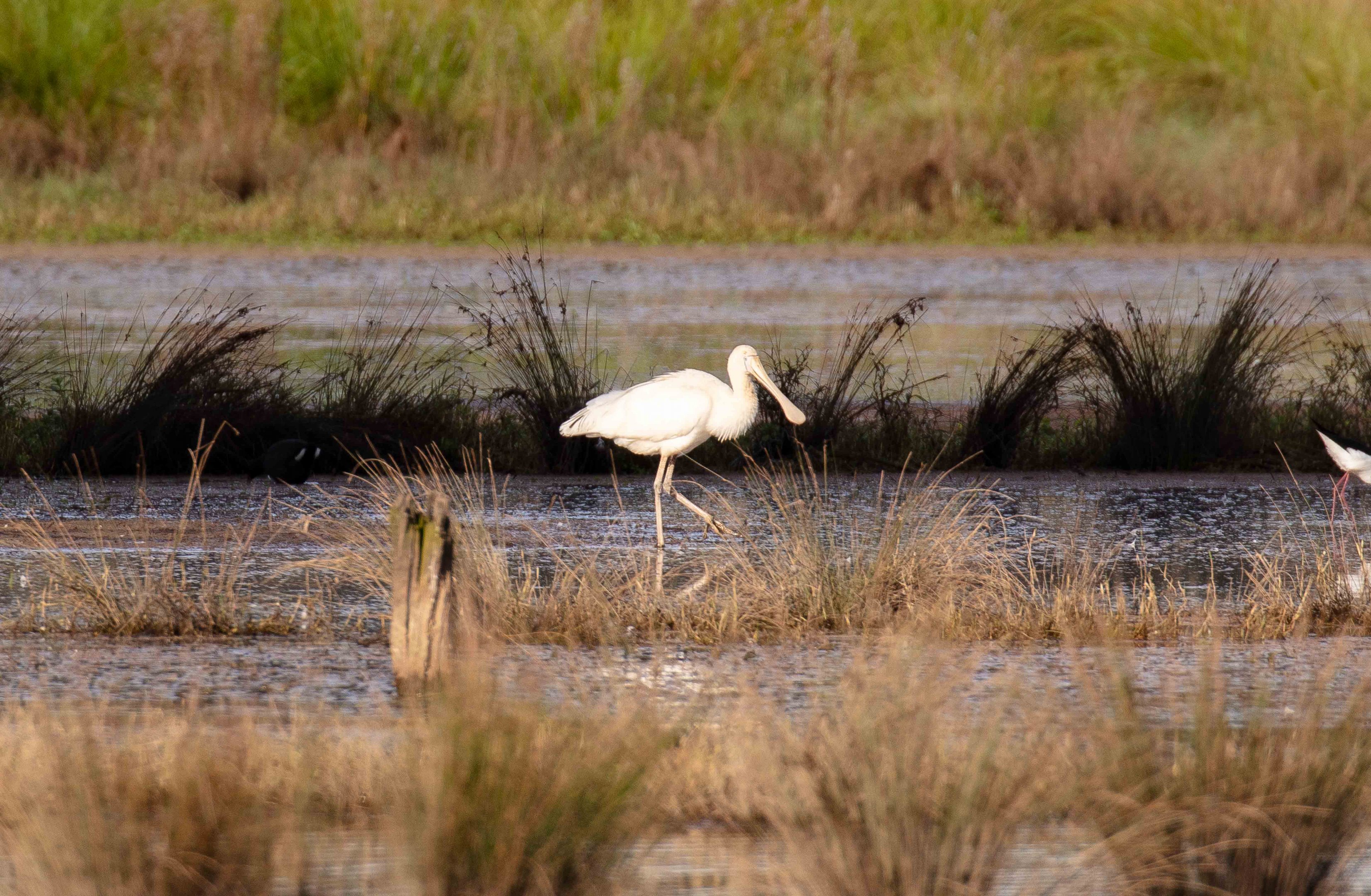 Yellow-billed Spoonbill