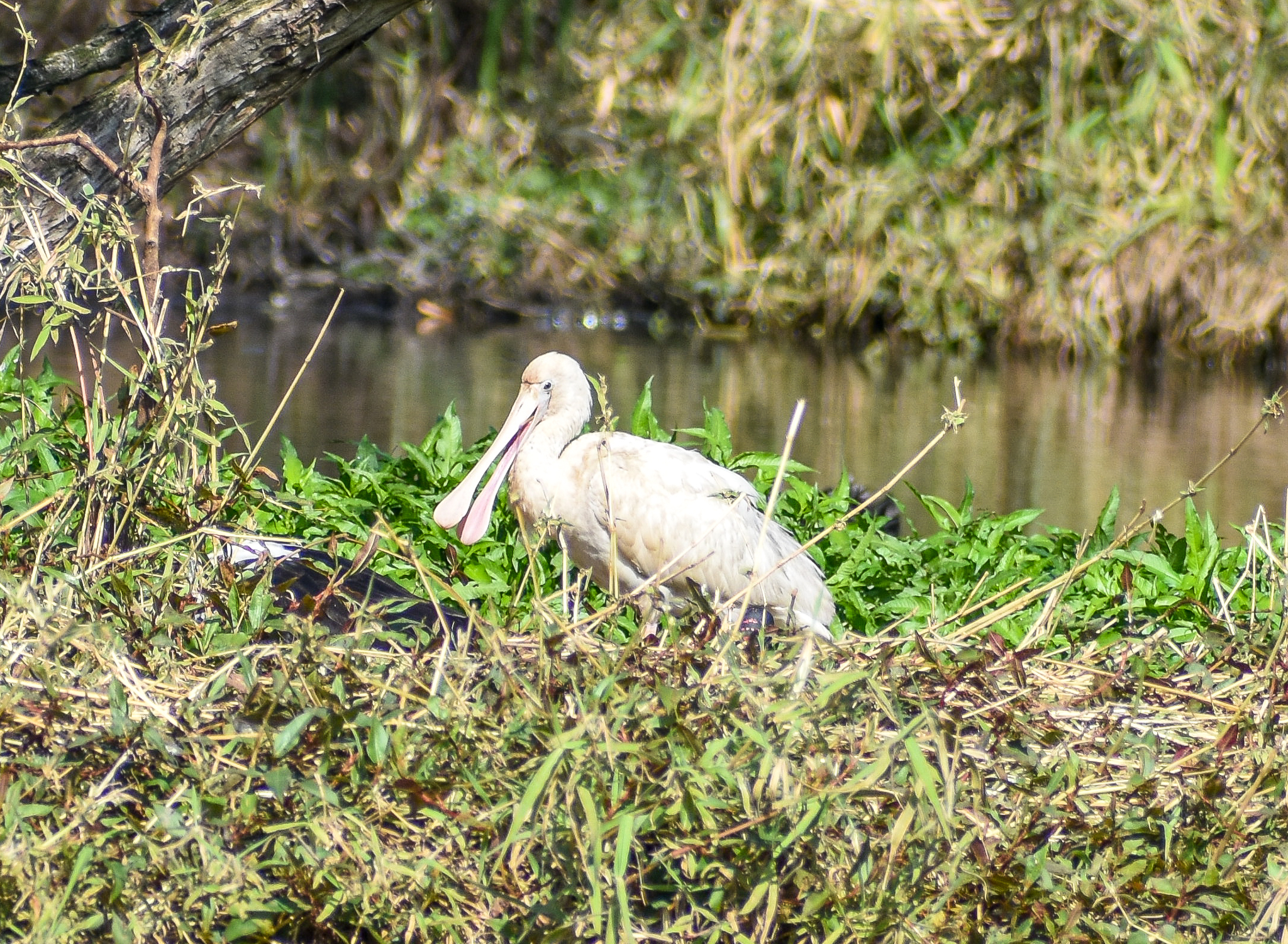 Yellow-billed Spoonbill