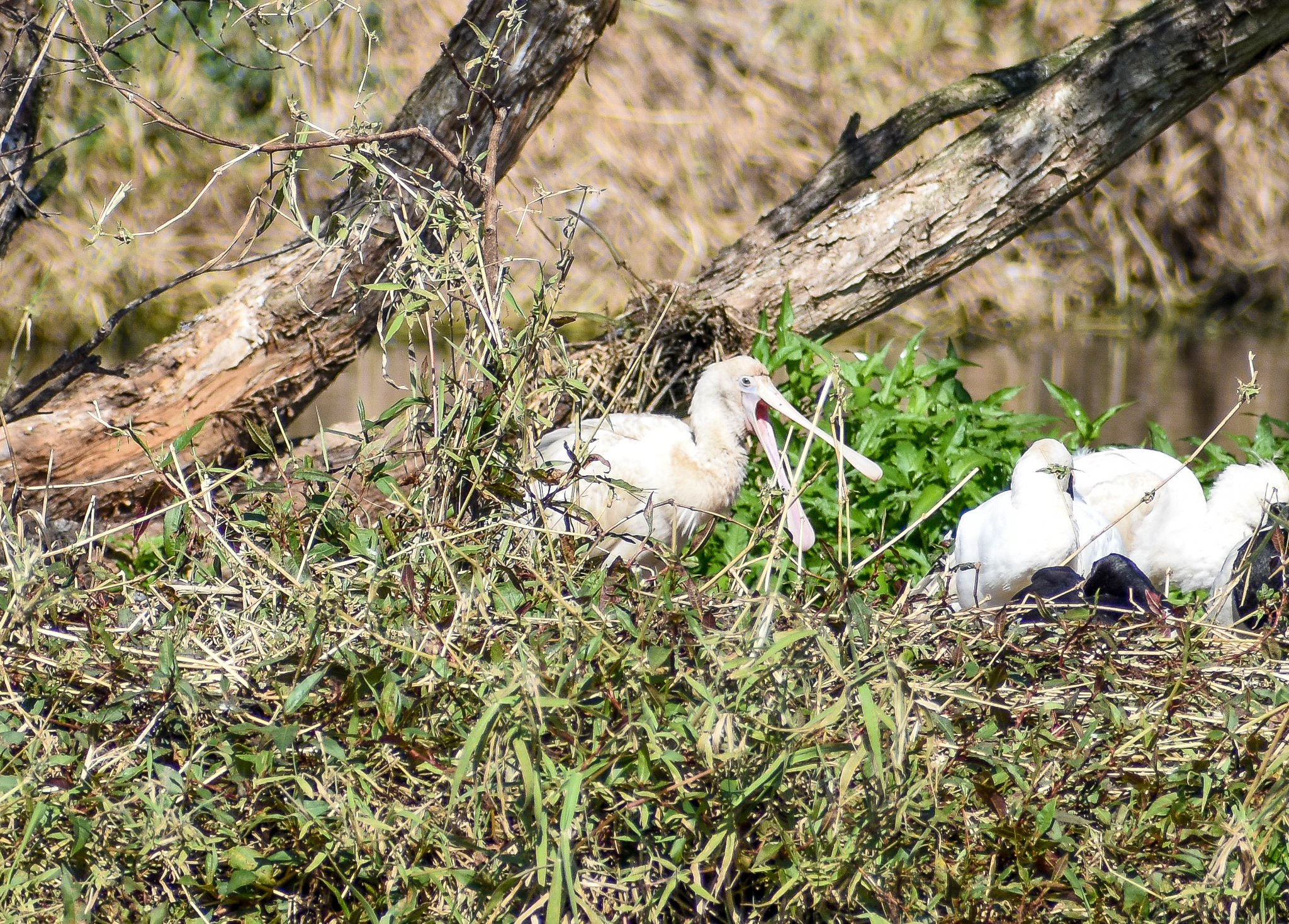 Yellow-billed Spoonbill