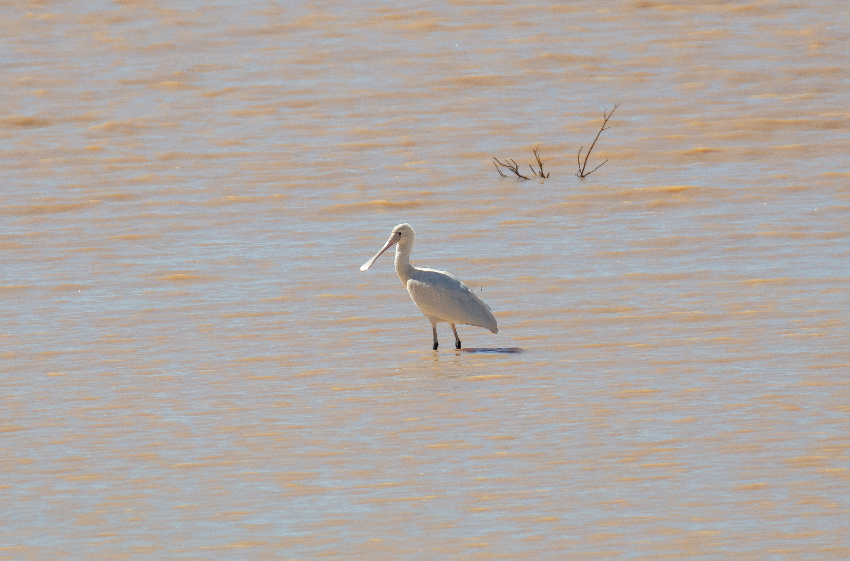 Yellow-billed Spoonbill